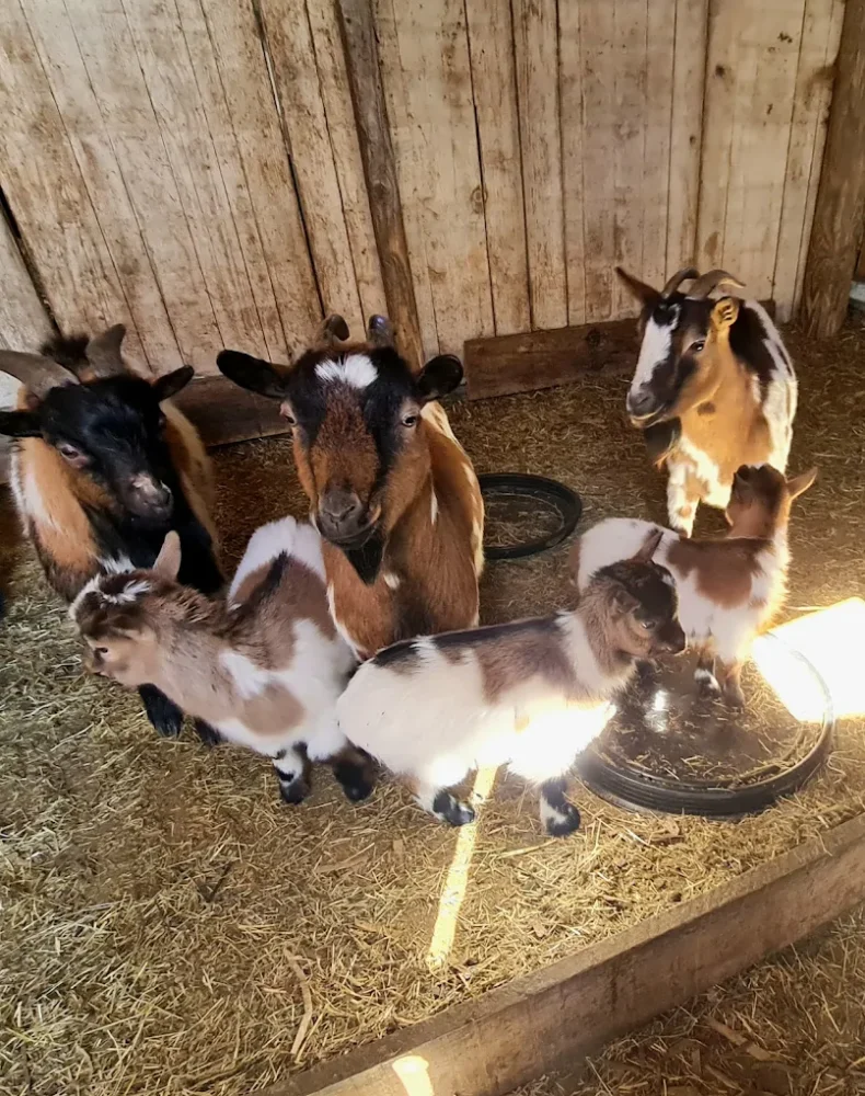 Ferme Auberge Funtana Bianca